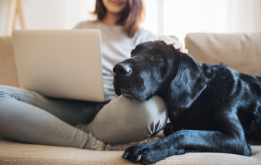 Woman on a computer with dog