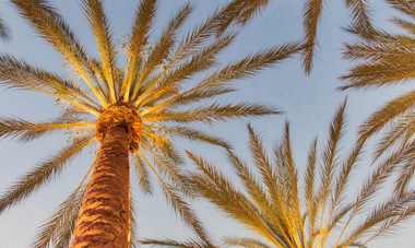 Image of palm trees at dusk