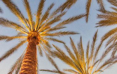Image of palm trees at dusk